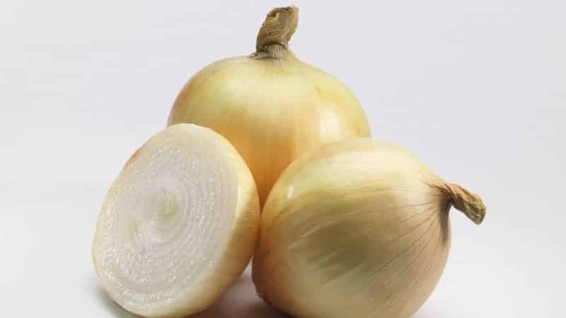 High-yielding onion hybrid for long-term storage Corrado