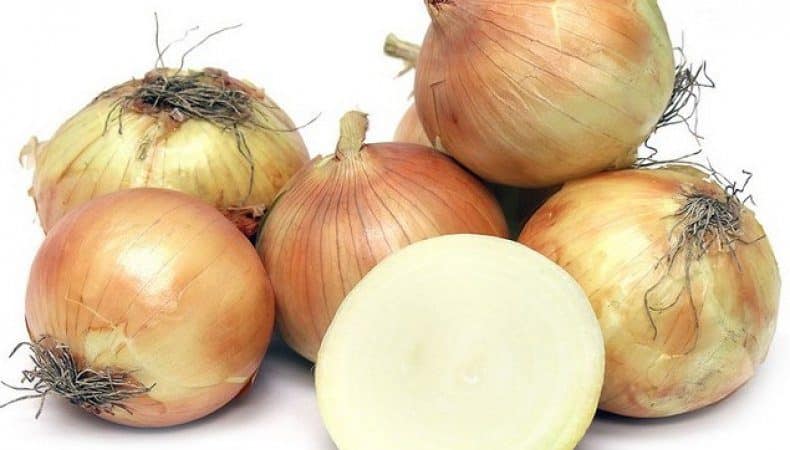 High-yielding onion hybrid for long-term storage Corrado