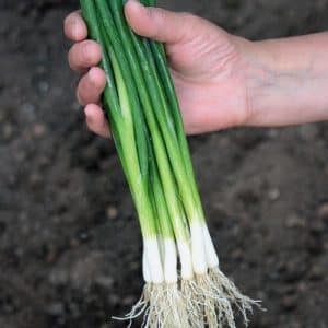 High-yielding onion variety with amazing taste Parade