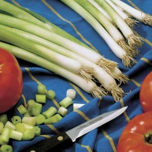 High-yielding onion variety with amazing taste Parade