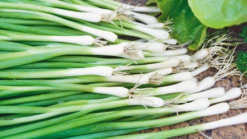 High-yielding onion variety with amazing taste Parade