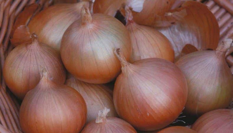 Cold-resistant variety of onion Setton for long-term storage
