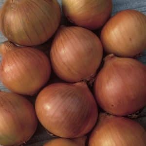 Cold-resistant variety of onion Setton for long-term storage