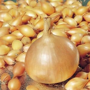 Cold-resistant variety of onion Setton for long-term storage