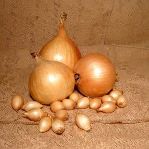 Cold-resistant variety of onion Setton for long-term storage
