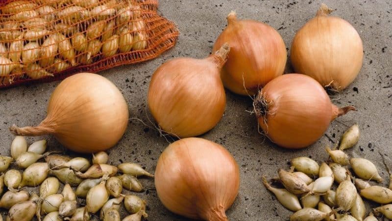 Early ripening winter onion hybrid Troy with a moderately pungent taste