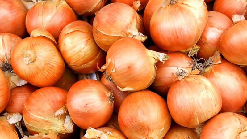 Early ripening winter onion hybrid Troy with a moderately pungent taste