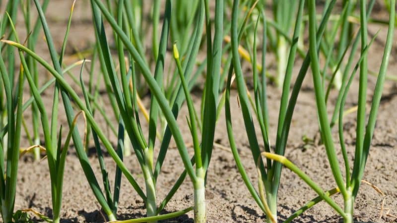 What to do if the onions turn yellow in the garden, and why this happens