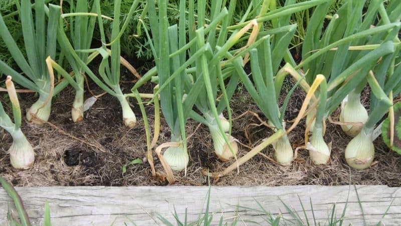 What to do if the onions turn yellow in the garden, and why this happens