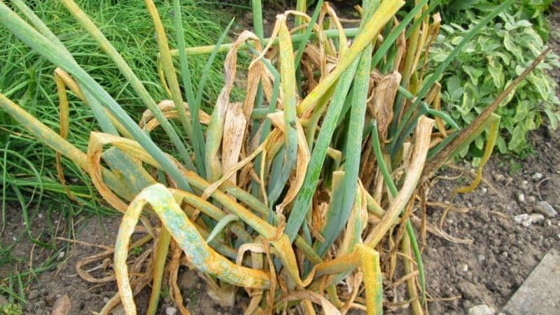What to do if the onions turn yellow in the garden, and why this happens