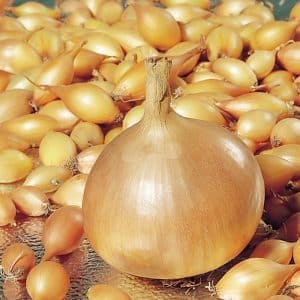Unpretentious domestically produced onion hybrid Golden Semko