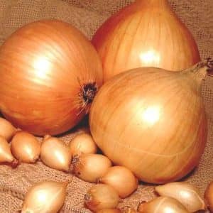 Unpretentious domestically produced onion hybrid Golden Semko