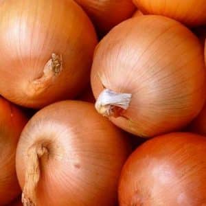 Unpretentious domestically produced onion hybrid Golden Semko