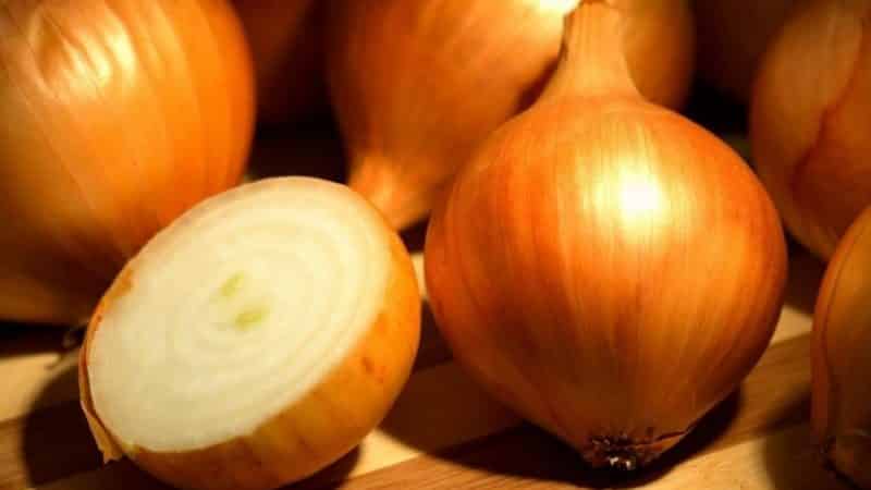 Unpretentious domestically produced onion hybrid Golden Semko