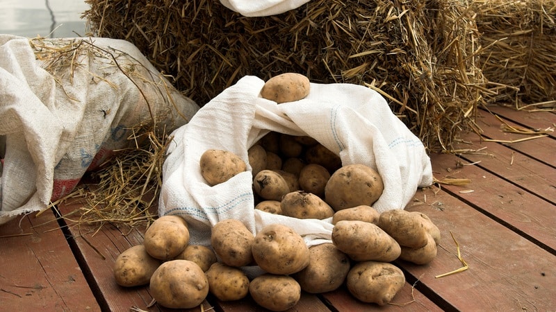 Methods for storing potatoes at home