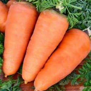 Early ripening carrot hybrids: Shantane, Cordoba, Red Cored