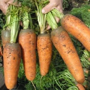 Early ripening carrot hybrids: Shantane, Cordoba, Red Cored