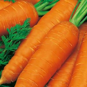 The best varieties of carrots - photos and detailed descriptions, reviews