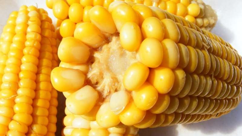 Is it possible to eat boiled corn while losing weight: calories, benefits and harm in the fight against extra pounds