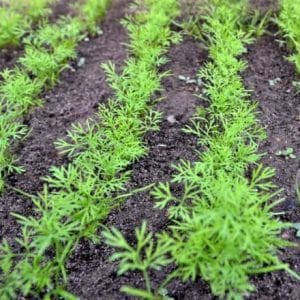 When is it better to plant dill before winter, and is it possible to do so?