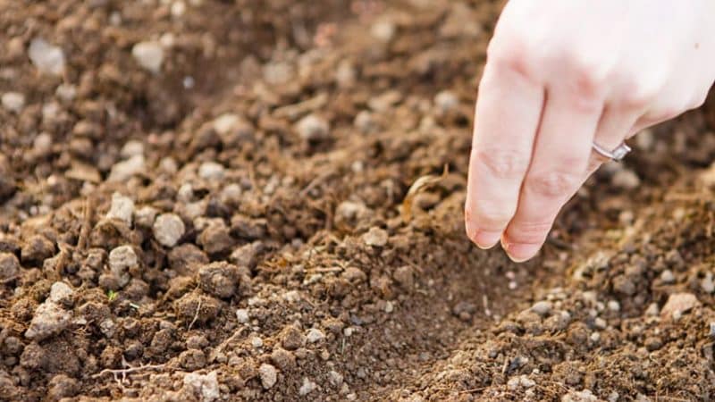 When is it better to plant dill before winter, and is it possible to do so?