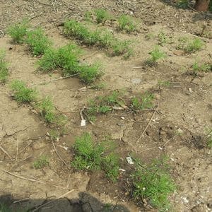 When is it better to plant dill before winter, and is it possible to do so?
