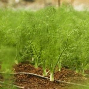 When is it better to plant dill before winter, and is it possible to do so?