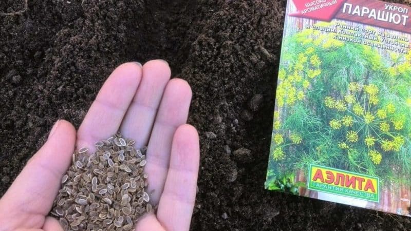 When is it better to plant dill before winter, and is it possible to do so?