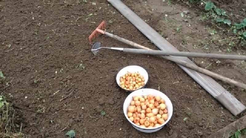 How to plant onions for the winter and at what depth?