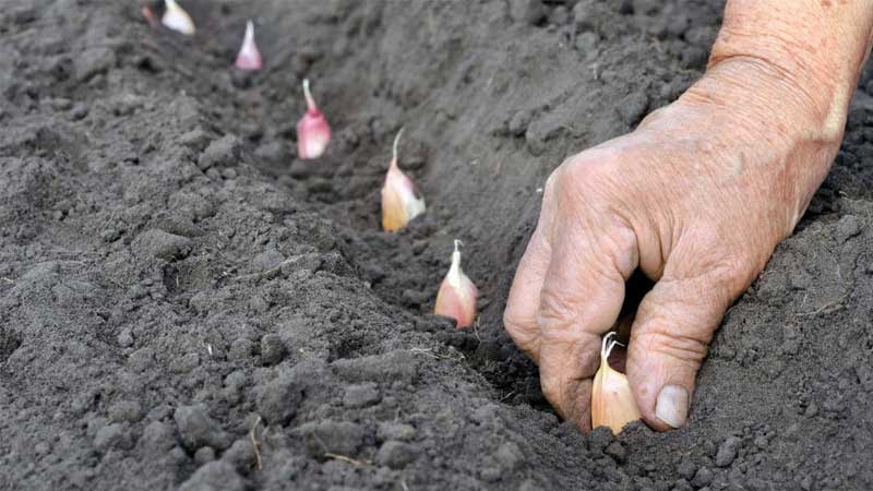 How to plant onions for the winter and at what depth?