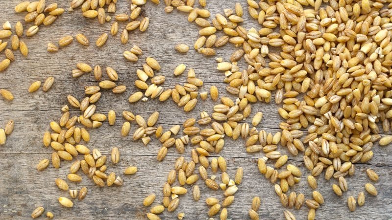 The incredible benefits of barley for the human body