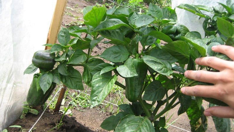 Is it necessary to pick off the leaves of peppers in a greenhouse and how to do it correctly: instructions for beginner gardeners