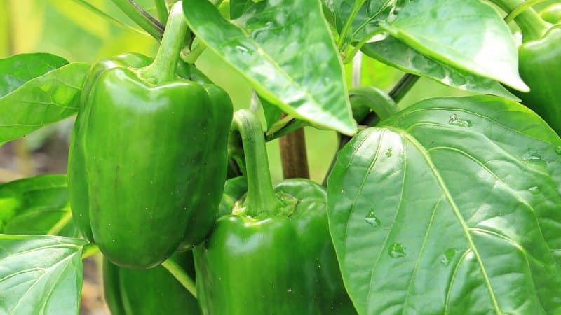 Is it necessary to pick off the leaves of peppers in a greenhouse and how to do it correctly: instructions for beginner gardeners