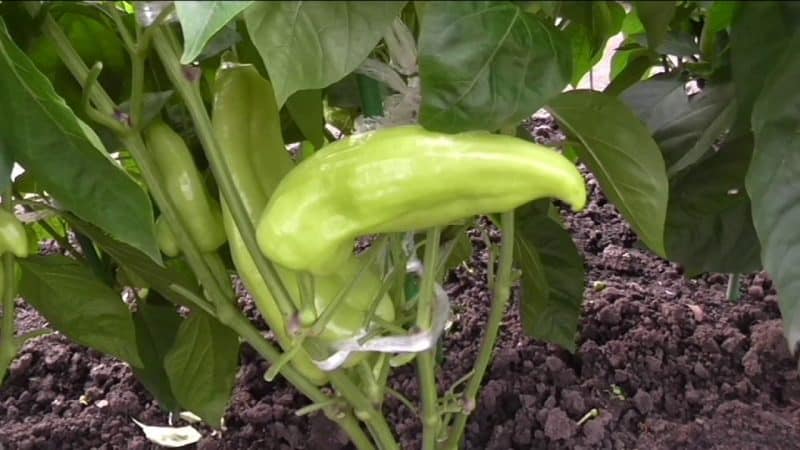 Is it necessary to pick off the leaves of peppers in a greenhouse and how to do it correctly: instructions for beginner gardeners