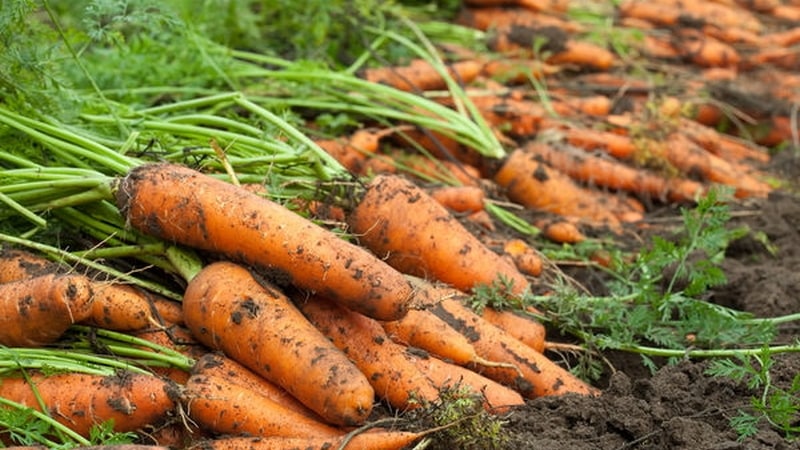 Review and description of early varieties of carrots