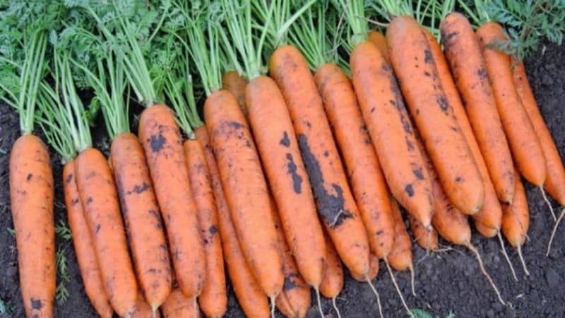 Review and description of early varieties of carrots