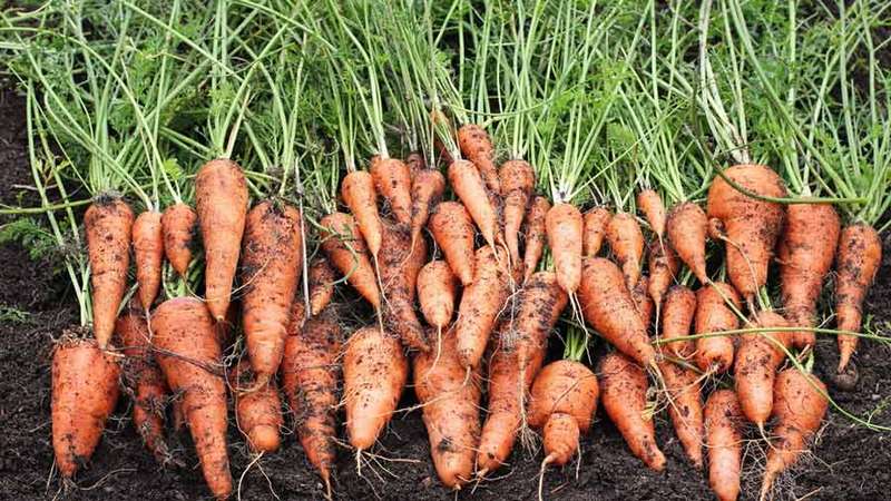 Review and description of early varieties of carrots