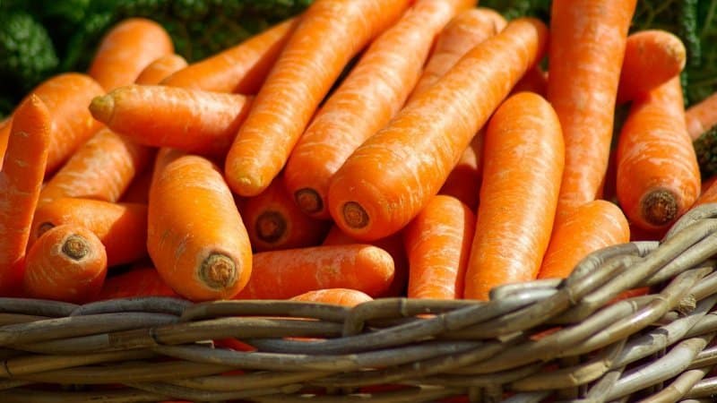 Review of the sweetest and most productive carrot varieties and hybrids