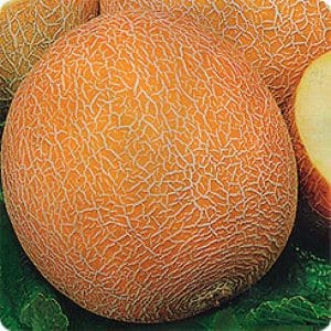 Description and characteristics of melon crossed with pineapple: what does the mini-fruit taste like?