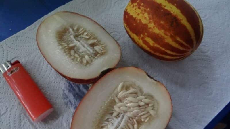 Description and characteristics of melon crossed with pineapple: what does the mini-fruit taste like?