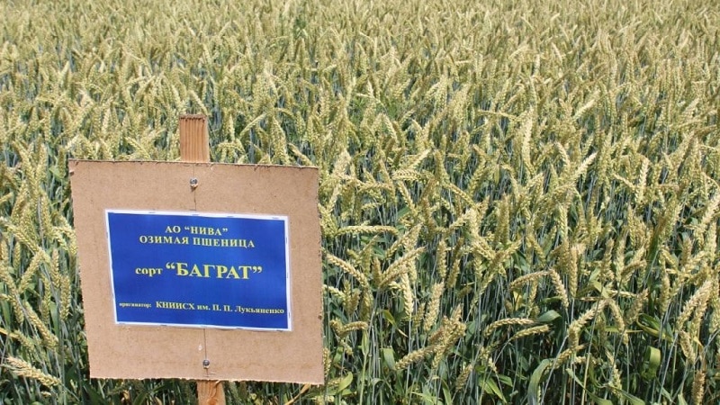 Description and characteristics of winter wheat variety Bagrat