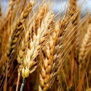 Description and characteristics of winter wheat variety Bagrat