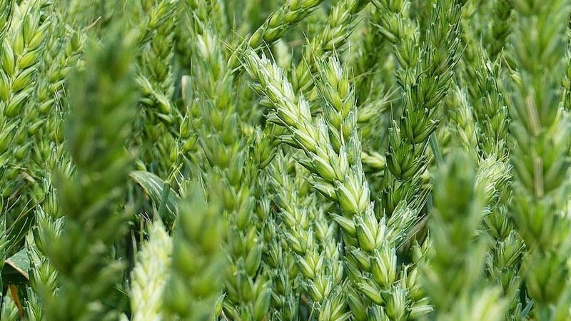 Description and characteristics of winter wheat variety Bagrat