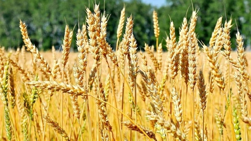 Description and characteristics of winter wheat variety Bagrat