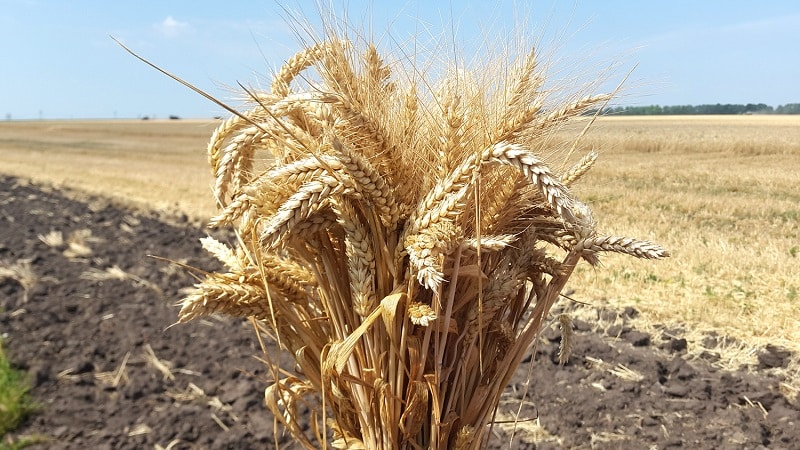 Description and characteristics of winter wheat variety Bagrat