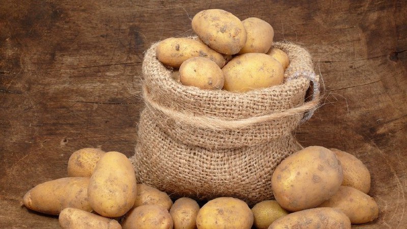 Features of storing potatoes: at what temperature do they freeze?