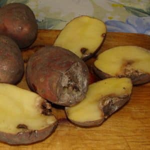 Features of storing potatoes: at what temperature do they freeze?