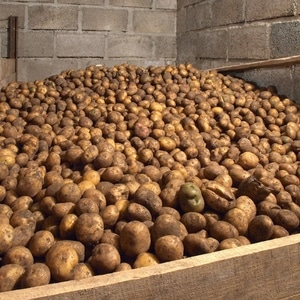 Features of storing potatoes: at what temperature do they freeze?