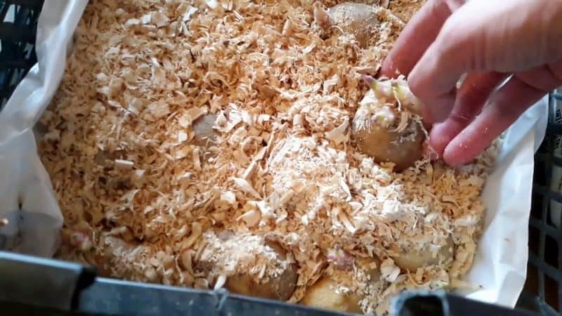 Features of storing potatoes: at what temperature do they freeze?
