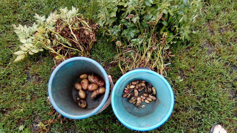 Features of storing potatoes: at what temperature do they freeze?